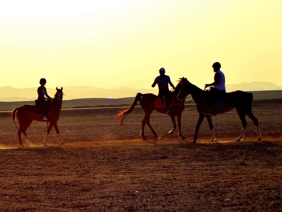 Marsa Alam: Sunrise Horseback with Breakfast - Key points before you go