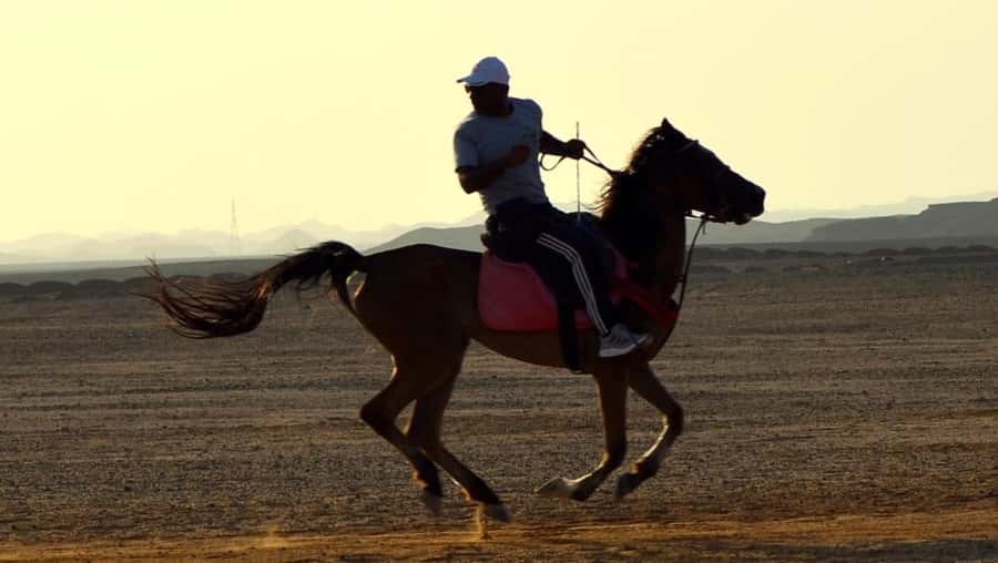 Marsa Alam: Sunrise Horseback with Breakfast - Photos and the pace: how to keep the calm you came for