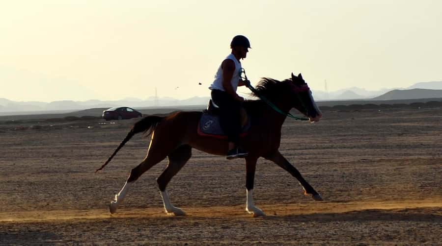 Marsa Alam: Sunset Horseback with Dinner, Show & Stargazing - Horses, safety, and who this suits best