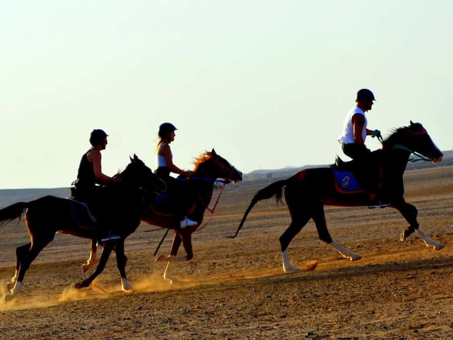 Marsa Alam: Sunset Horseback with Dinner, Show & Stargazing - Dinner, show, and stargazing: why the camp part matters