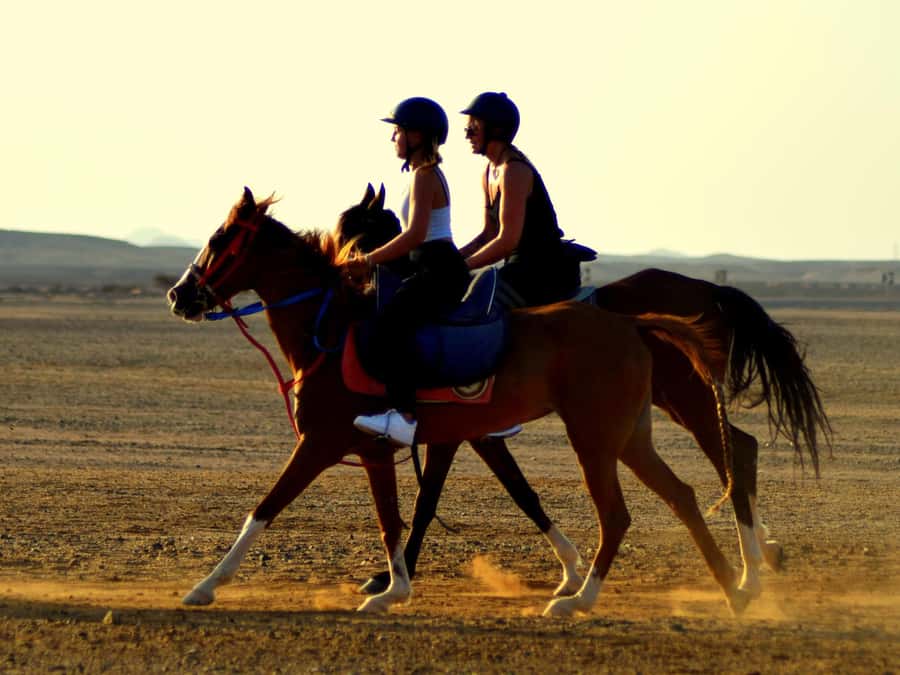 Marsa Alam: Sunset Horseback with Dinner, Show & Stargazing - Choosing between 2 hours and VIP 4 hours (including the swim)