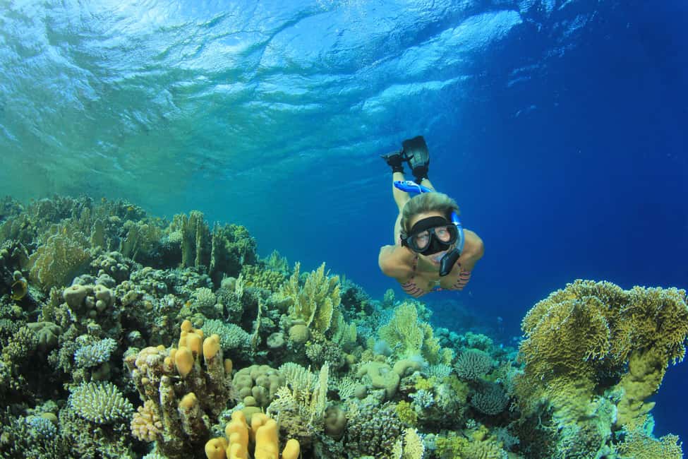 Marsa Alam:Sataya Reefs Dolphin Snorkeling Cruise with Lunch - Key highlights worth knowing