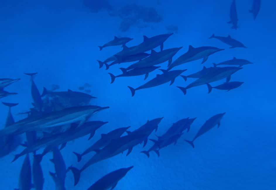 Marsa Alam:Sataya Reefs Dolphin Snorkeling Cruise with Lunch - Should you book this dolphin snorkeling cruise?