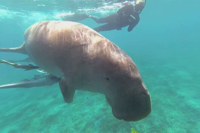 Marsa Mubarak Boat Trip with Dugongs and Turtles in Marsa Alam - Key Highlights You Should Know