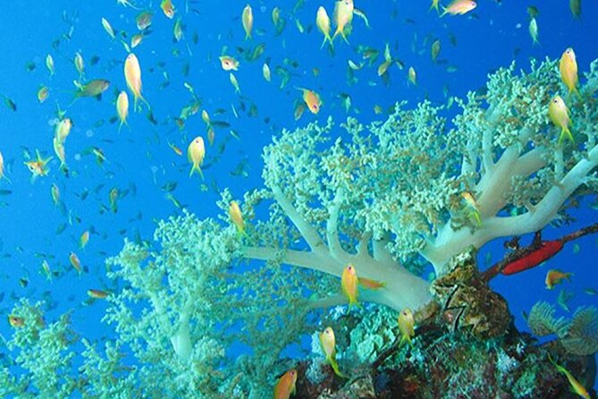 Marsa Mubarak Boat Trip with Dugongs and Turtles in Marsa Alam - Why This Marsa Mubarak Trip Works in Real Life