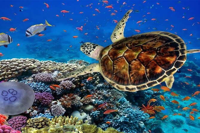 Marsa Mubarak Boat Trip with Dugongs and Turtles in Marsa Alam - Price and What You’ll Actually Pay (Not Just the Headline)