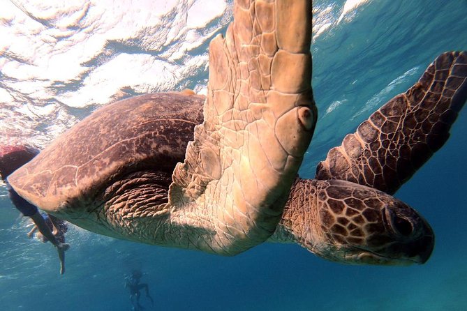 Marsa Mubarak Snorkeling Sea Trip & Transfer & Lunch – Marsa Alam - What this Marsa Alam snorkeling day is really like