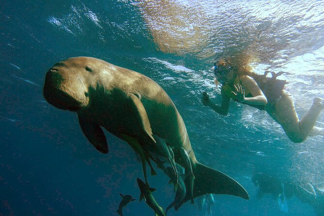 Marsa Mubarak snorkeling with dugong and turtles - marsaalam - Key highlights worth knowing before you go