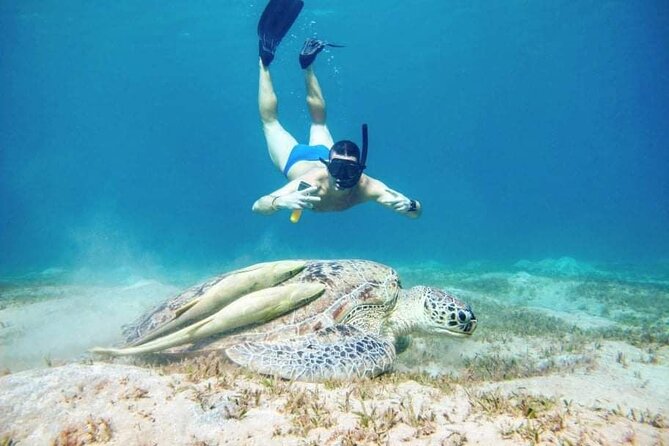 Marsa Mubarak snorkeling with dugong and turtles - marsaalam - Guides, gear, and that all-important behavior cue