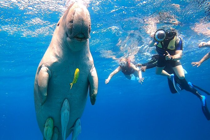 Marsa Mubarak snorkeling with dugong and turtles - marsaalam - Price and value: is $82 fair for this Marsa Alam outing?