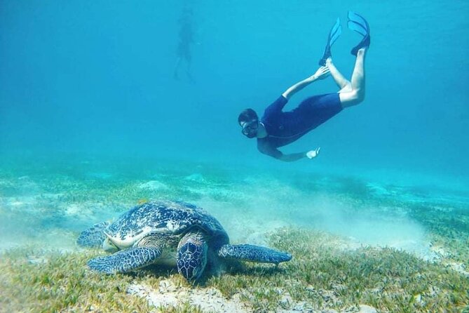 Marsa Mubarak snorkeling with dugong and turtles - marsaalam - Who this tour is best for (and who should skip it)