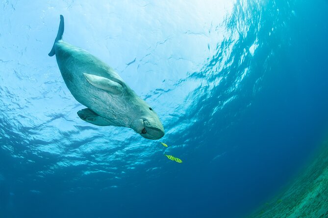 Marsa Mubarak snorkeling with dugong and turtles - marsaalam - Dugong search and the snorkel hour: how to get the best shot