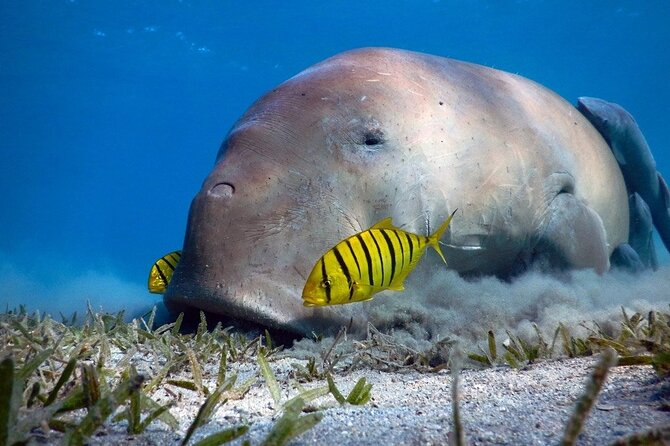 Marsa Mubarak Snorkeling with Dugongs & Turtles From Marsa Alam - Quick hits before you go