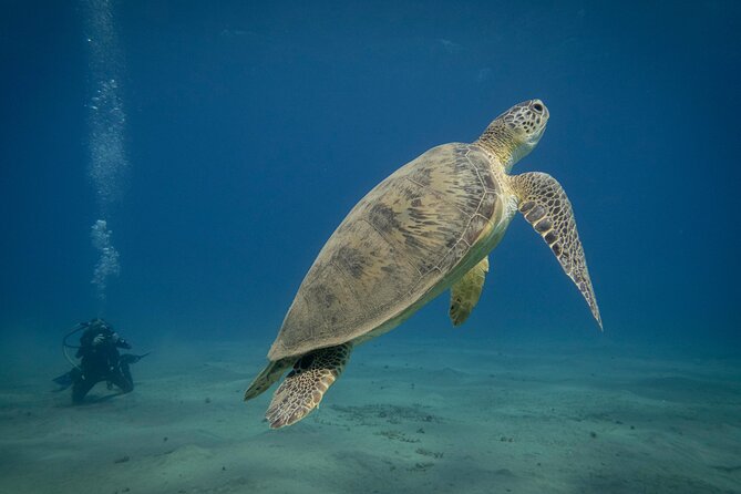 Marsa Mubarak Snorkeling with Dugongs & Turtles From Marsa Alam - A practical look at Marsa Mubarak from Marsa Alam