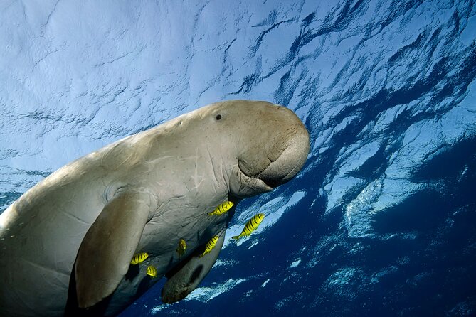 Marsa Mubarak Snorkeling with Dugongs & Turtles From Marsa Alam - The crews and guides: friendly, competent, and on-task