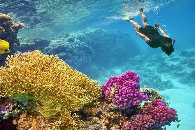 Marsa Mubarak Snorkeling with Dugongs & Turtles From Marsa Alam - Marine life you may spot (and how to think about it)