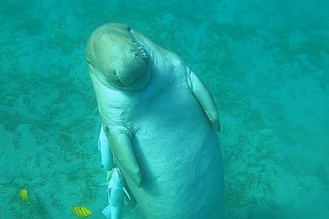 Marsa Mubarak Snorkeling with Dugongs & Turtles From Marsa Alam - Logistics notes that actually matter for your comfort