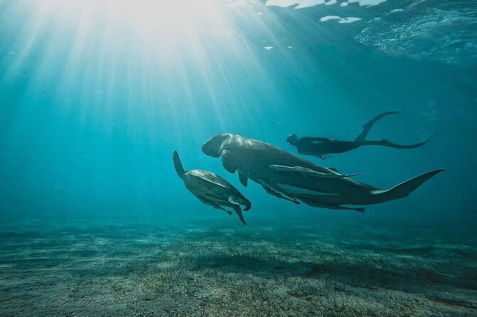 Marsa Mubarak Snorkeling with Dugongs & Turtles From Marsa Alam - Who should book this (and who should think twice)