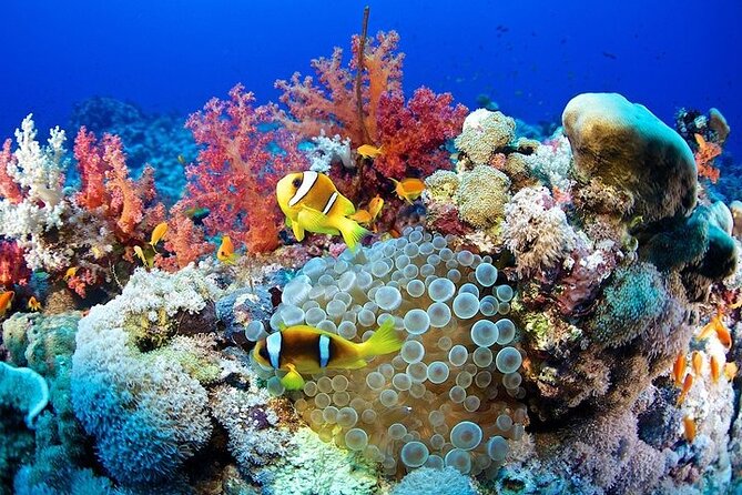 Marsa Mubarak Snorkeling with Dugongs & Turtles From Marsa Alam - What makes this trip worth the $50