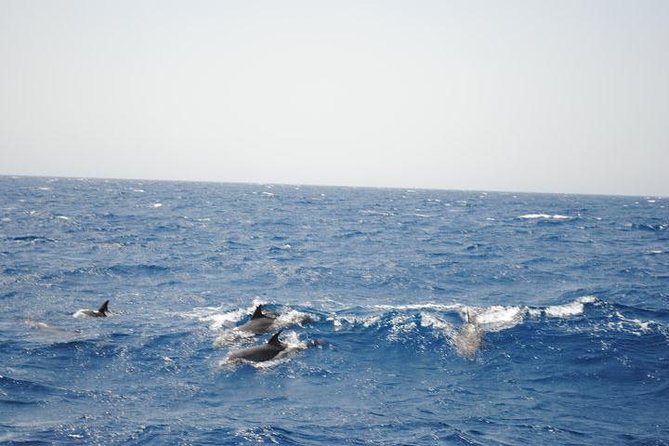 Meet the dolphins in snorkeling tour - Two Snorkel Stops: Coral, Fish, and Calmer Water Sessions