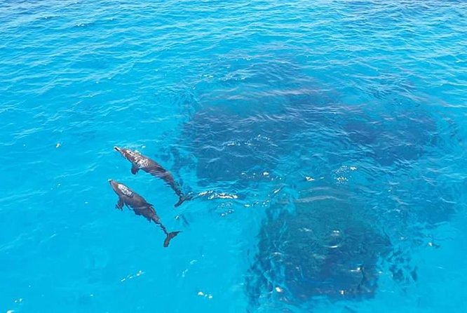 Meet the dolphins in snorkeling tour - The Optional Snorkeling Guide Upgrade (25 Euro): For People Who Want Structure