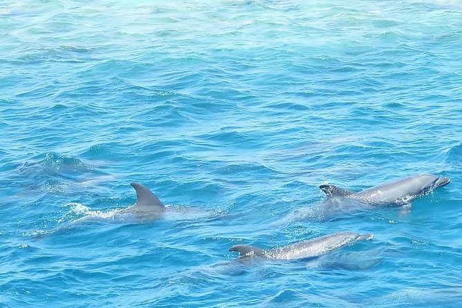 Meet the dolphins in snorkeling tour - Price and Logistics: Is $46.46 a Fair Deal?