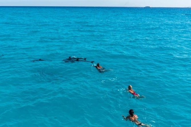 Meet the dolphins in snorkeling tour - Who This Dolphin Snorkeling Tour Suits Best