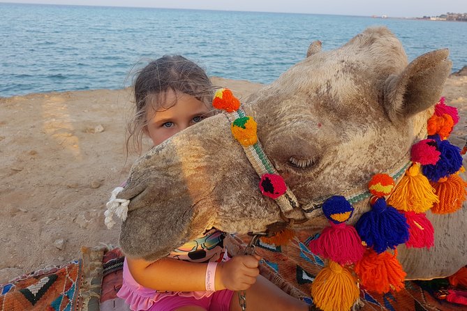 One hour Camel Ride At Amazing Desert With Transfer - Sharm El Sheikh - Key Points Before You Go