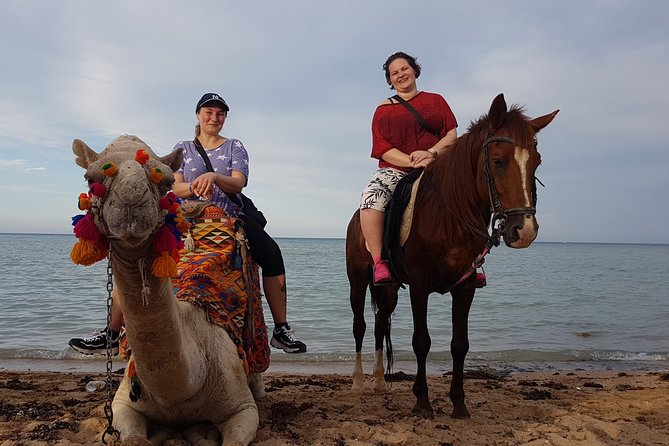 One hour Camel Ride At Amazing Desert With Transfer - Sharm El Sheikh - Price and Value: Why $8 Can Be a Great Deal (and What to Budget Cash For)