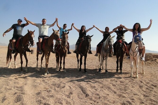 One Hour Desert Horseback Riding Adventure From Sharm El Sheikh - The Horses and Staff: Professional, Friendly, and Well Looked After