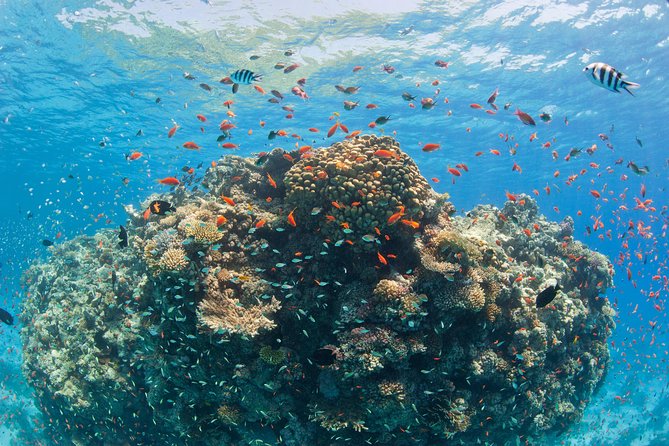 Orange Bay Island By Private Speedboat & snorkeling & Water Sport - Hurghada - Value for money: why $60 can be a smart buy here