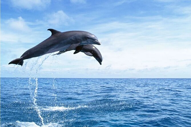 Orange Bay snorkeling tour with Lunch - water sports - Key things I’d circle before you book
