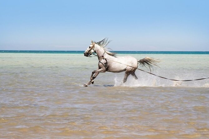 Orange Bay to Love 3 Reasons Snorkeling Crystal Waters Escape - Hurghada pickup at 8:00 AM and the yacht rhythm
