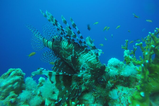 PADI 3 Days Open Water Course - Price and Logistics: What $357.94 Really Covers