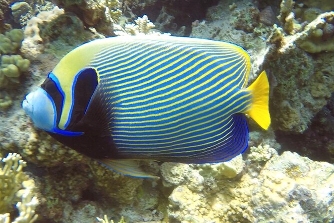 PADI Advanced Diving Course in Hurghada - Learn Scuba Diving - Who this PADI Advanced course fits best