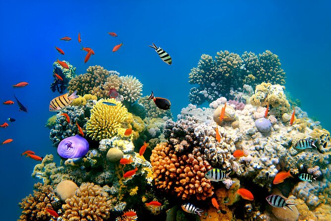 PADI Scuba Diver (PSD) - Who should book this PSD in Sharm el-Sheikh (and who should skip)