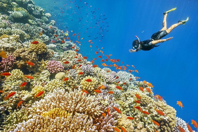 Panorama Semi Submarine & Snorkeling From Makadi Bay Hotels - Why a semi-submarine beats a full-day boat trip in Makadi Bay