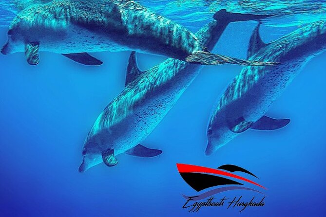 PRIVATE! | 4-hour Speed Boat Trip | Swim With Dolphins, Snorkeling & Island - Hurghada Dolphin House in 4 to 5 hours: what the pace feels like
