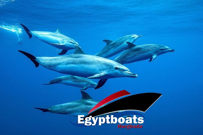 PRIVATE! | 4-hour Speed Boat Trip | Swim With Dolphins, Snorkeling & Island - Snorkeling with dolphins: how this tour tries to make it real