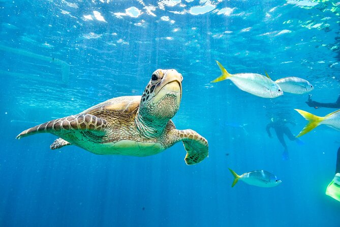 Private Abu Dabbab Over Day Snorkeling with Turtles - Hurghada - Abu Dabbab National Park: where turtles and coral meet your snorkel mask