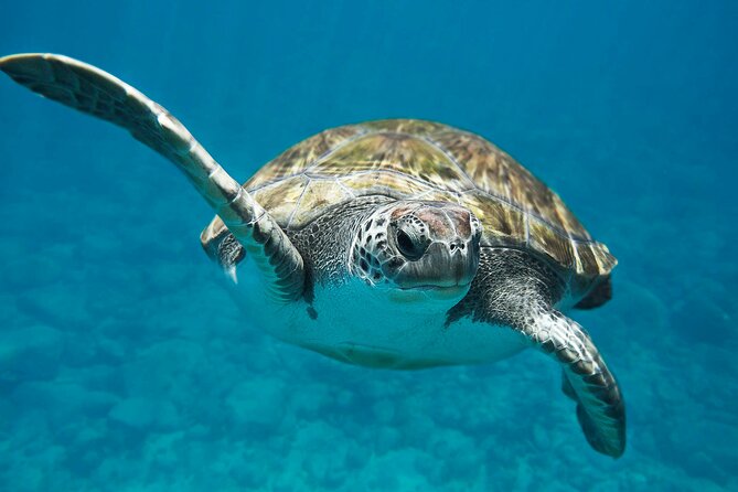 Private Abu Dabbab Over Day Snorkeling with Turtles - Hurghada - Lunch, water, and keeping the energy up between water moments