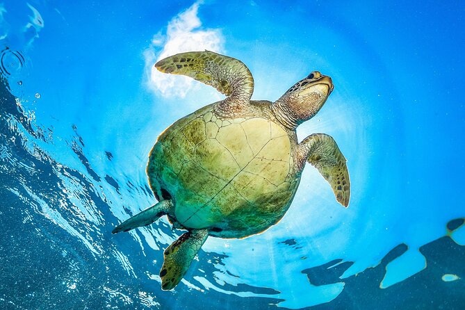 Private Abu Dabbab Over Day Snorkeling with Turtles - Hurghada - Price in context: what $90 really buys you, plus possible extras