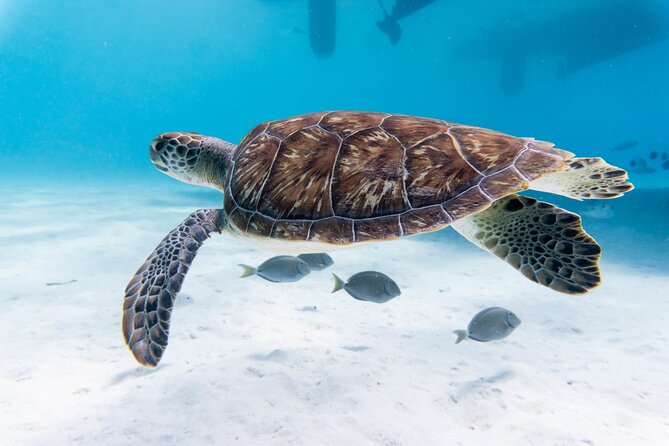 Private Abu Dabbab Over Day Snorkeling with Turtles - Hurghada - 4:00 am pickup and the real rhythm of a 10-hour day