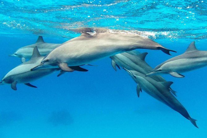Private Boat Full Day Swimming With Dolphins Trip - Hurghada - Hurghada Dolphin Day Timing: From 8:00 Pickup to Two Reef Stops