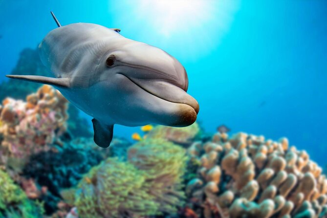 Private Boat Full Day Swimming With Dolphins Trip - Hurghada - El Fanadir Reef Near El Gouna: Your Second Chance at Coral and Sea Life