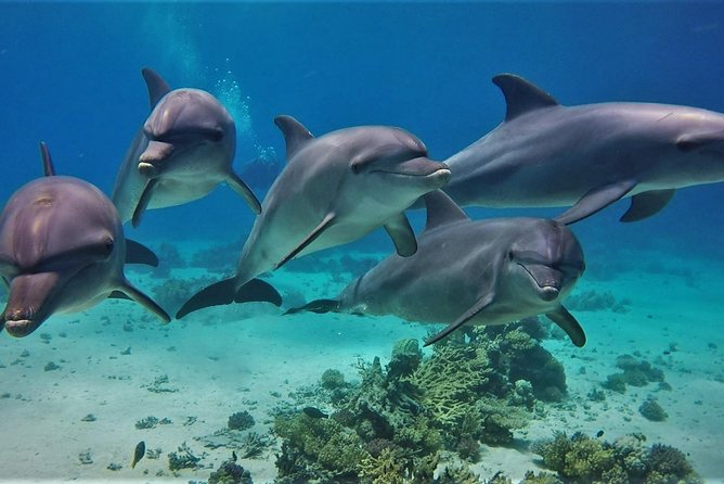 Private Boat to Dolphin House Full day Snorkeling Sea Trip Max 10 Pax - Hurghada - Dolphin House: how the dolphin-watching actually feels on the water