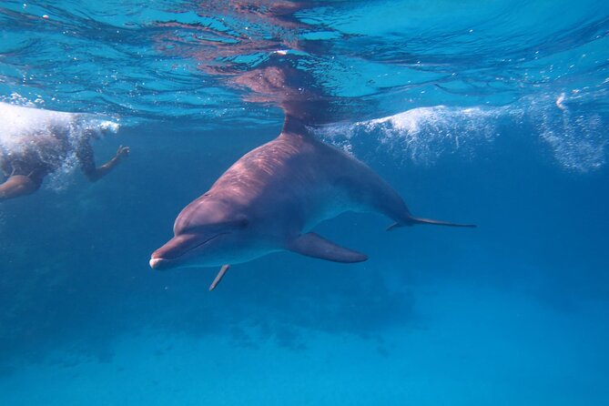 Private Boat to Dolphin House Full day Snorkeling Sea Trip Max 10 Pax - Hurghada - El Fanadir reef near El Gouna: where you look for coral life
