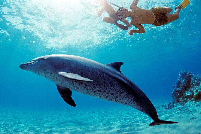 Private Boat to Dolphin House Full day Snorkeling Sea Trip Max 10 Pax - Hurghada - Sharb el Erg time: the pause that makes the later snorkeling better