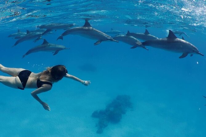 Private Boat To Dolphin House & Snorkeling with Lunch - Hurghada - From Hotel Pickup to a Private Boat: How the Day Starts in Hurghada