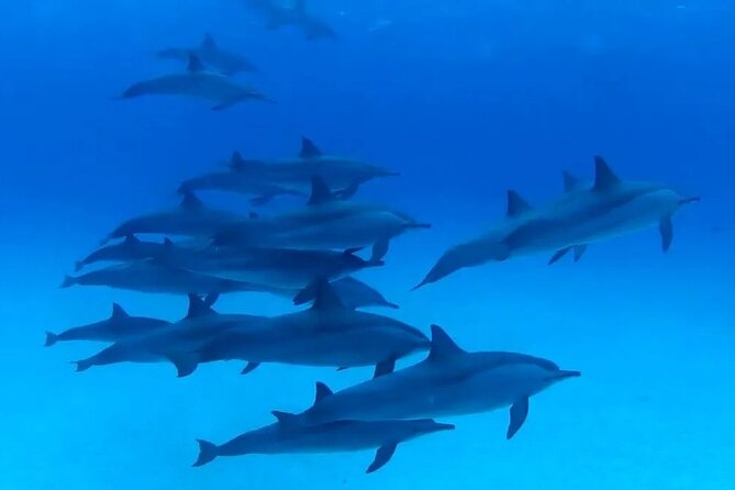 Private Boat To Dolphin House & Snorkeling with Lunch - Hurghada - Water Sports After Dolphins: Banana & Quadra Time